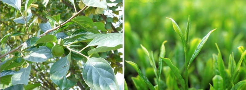 想讓精華效果翻多倍？做對這三點就OK！